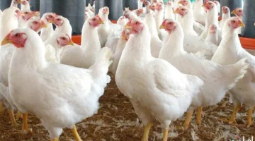 انخفاض أسعار الفراخ البيضاء واستقرار سعر ساسو في بورصة الدواجن اليوم